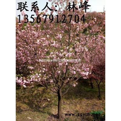 红枫的主要种植方法简介