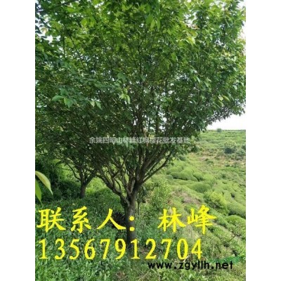 本苗木场长期供应15到25公分的晚樱