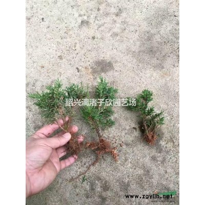 精品红叶石楠地栽小苗 高度35厘米以上