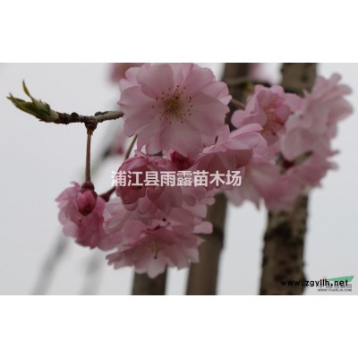 供应高杆原生垂枝樱花