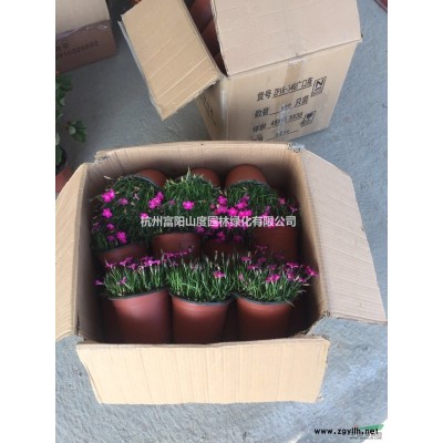 供应大量欧洲引进月季 如图1.2.3