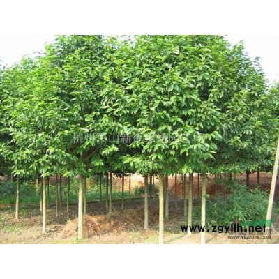 萧山优质矮麦冬（玉龙草）