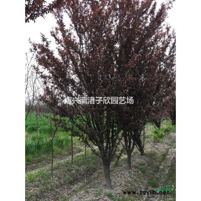 精品小广玉兰 地径1至3公分