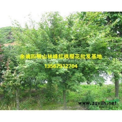 四明山红枫|四明山樱花|红枫|樱花|浙江|余姚