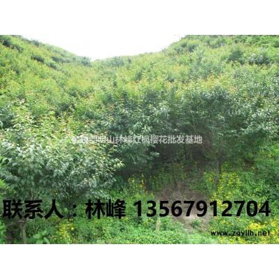 四明山红枫，四明山红枫基地