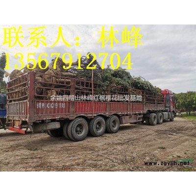 中国红枫樱花之乡四明山供应樱花（早樱、晚樱）