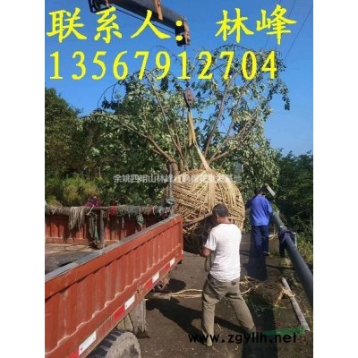 浙江晚樱价格、晚樱批发