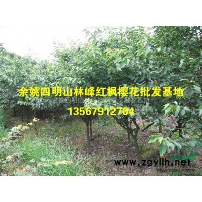 供应精品鸡爪槭