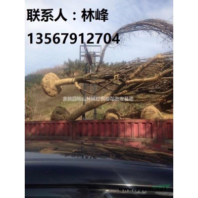 哪里的红枫质量*好/四明山红枫基地