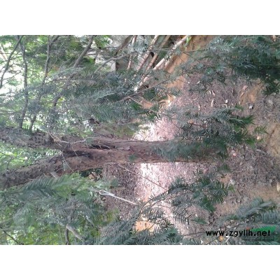 浙江地区供应18--25公分红豆杉