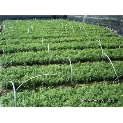 红豆杉 2016年红豆杉报价 正宗红豆杉