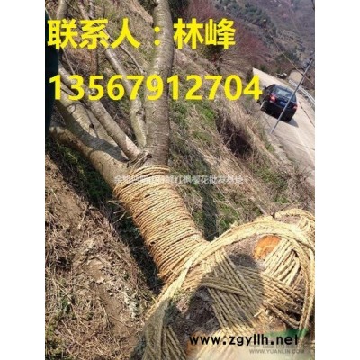 浙江红枫樱花，浙江红枫，浙江樱花