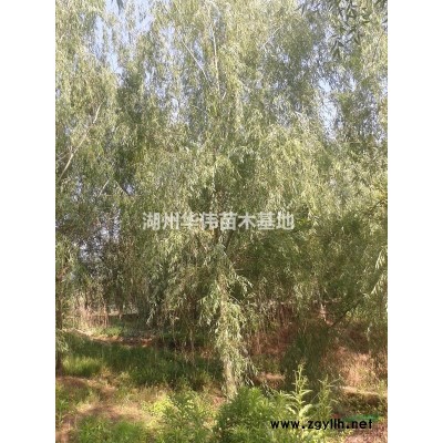 18公分落羽杉