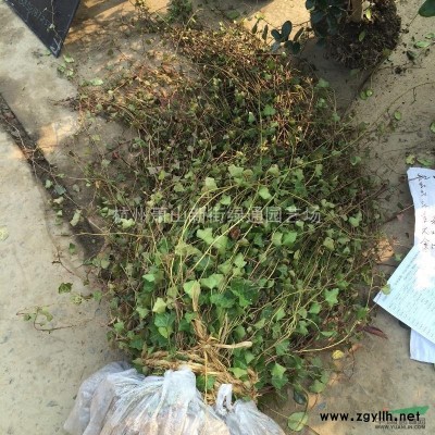 供应金焰绣线菊盆栽苗、普通绣线菊。基地直销，量大！