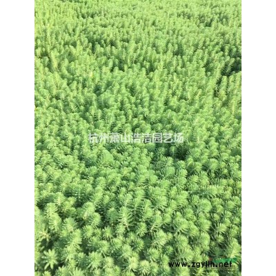 浙江萧山花木基地-金森女贞色块、容器、小毛球直销