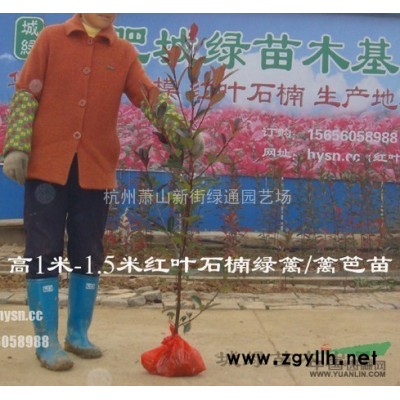 供应金盏菊-金盏菊图片-金盏菊价格-萧山新街苗木直销基地
