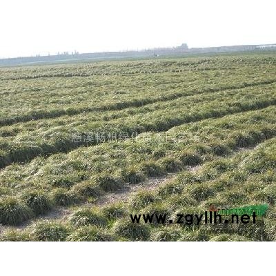 慈溪畅想绿化苗木园艺场罗汉松*低价