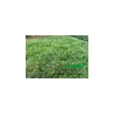 慈溪畅想绿化苗木园艺场慈溪麦冬*低价