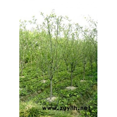 大小规格高杆桂花基地