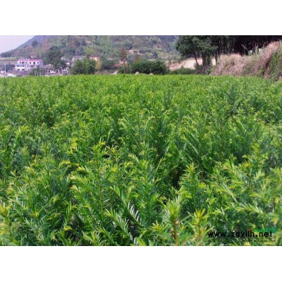 浙江红豆杉基地新昌红豆杉基地