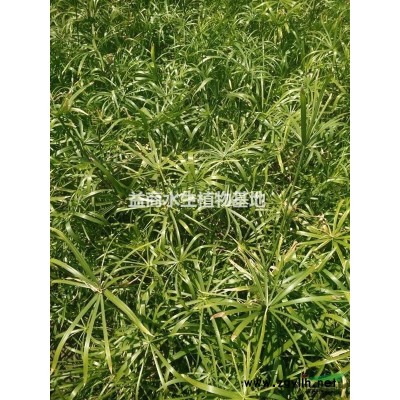 水生植物基地水葱供应