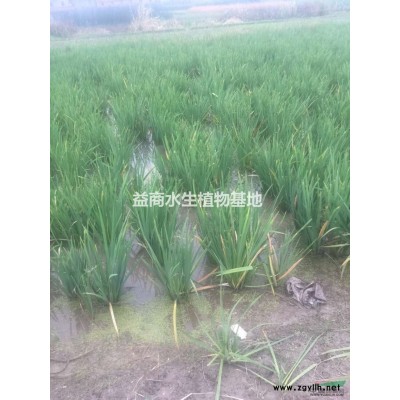 旱伞草低价出售， 全年供应旱伞草