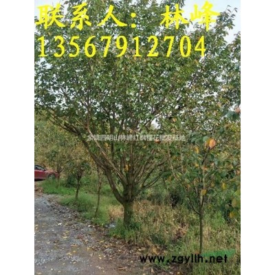 浙江*好的樱花批发基地/樱花价格/樱花花期/樱花到底是几瓣