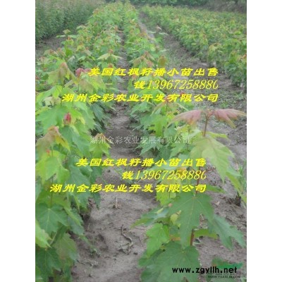 天鹅绒紫薇