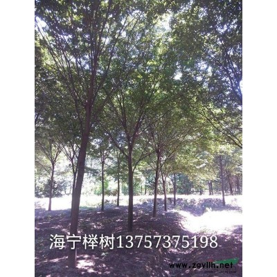 海宁供应香樟3公分