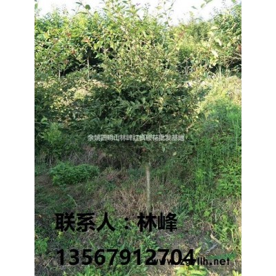 浙江樱花：基地樱花苗待出售|苗木资讯