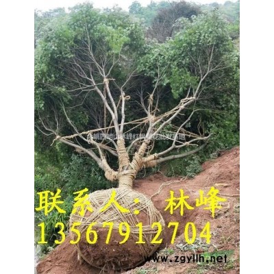 浙江樱花|樱花节樱花供应基地|樱花价格