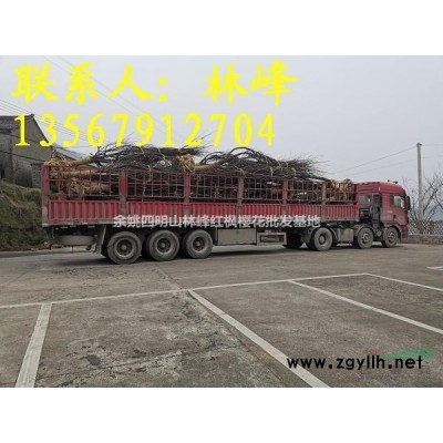 浙江规格*全的红枫批发基地