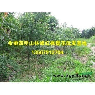 浙江鸡爪槭苗、鸡爪槭小苗价格