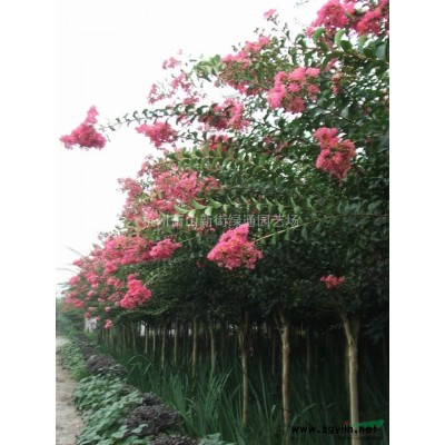 供应麦冬-（金边麦冬、银边麦冬）、金线菖蒲等地被植物