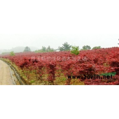 慈溪畅想绿化苗木园艺场垂丝海棠*低价