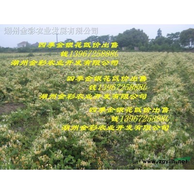 红榉芽苗