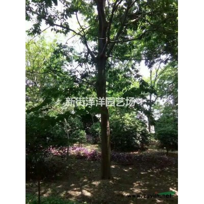浙江地区供应榉树6~15公分