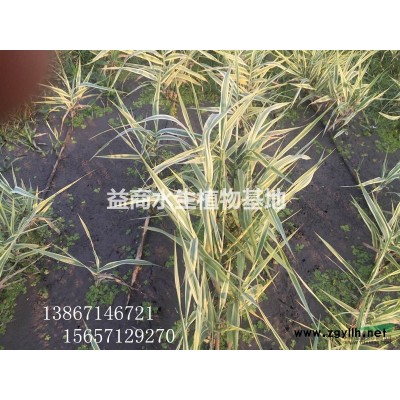 紫芋头水生植物浙江紫芋