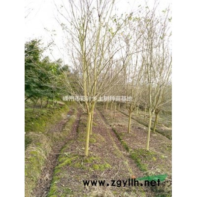 出售紫叶合欢接穗