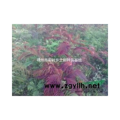 供应巨紫荆5公分