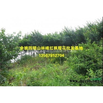 四明山红枫的种植优势/浙江红枫的种植优势