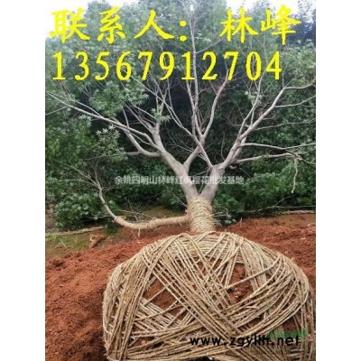 余姚四明山樱花基地、供应早樱、晚樱各规格工程用苗