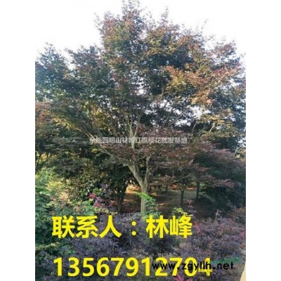 大量精品樱花，早樱，晚樱