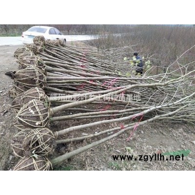 出售1.5米丛生紫荆