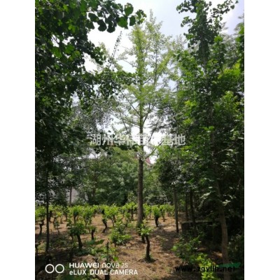 13公分红叶石楠