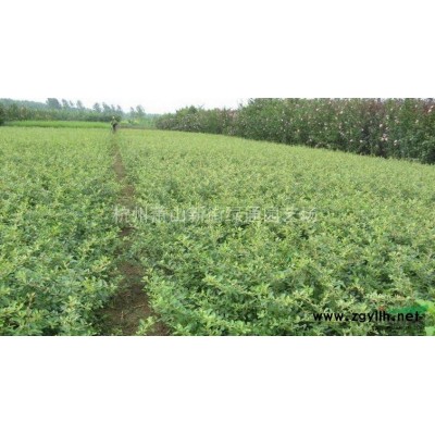 供应水葱-金叶水葱、花叶水葱