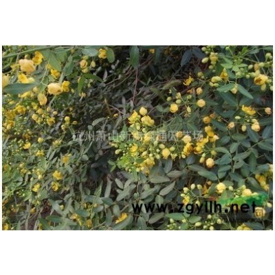 萧山花木基地-大叶栀子花小毛球、大叶栀子花色块苗