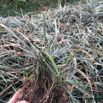 供应优质金叶络石、花叶络石容器苗，基地直销