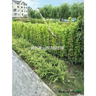 供应小叶女贞球/水腊球