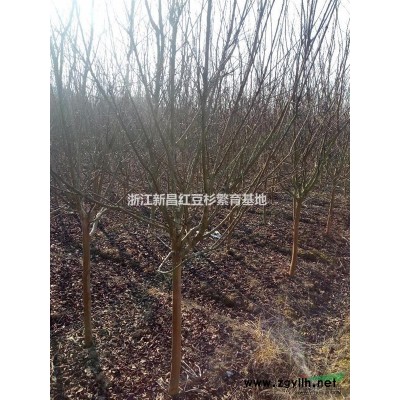 浙江地区供应1年生红豆杉小苗